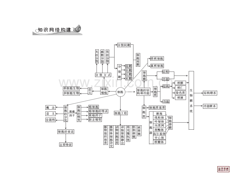 高三生物细胞及细胞工程单元归纳.pptx_第2页