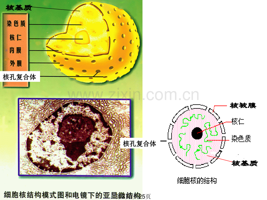 高三生物第一轮复习.pptx_第3页