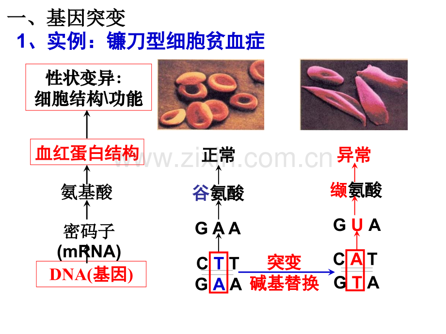 高三生物第一轮复习资料变异.pptx_第3页