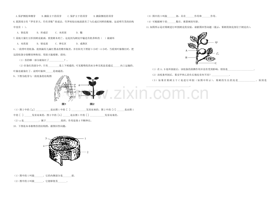 八年级生物上册---芽的类型和结构学案无答案-济南版1.doc_第2页