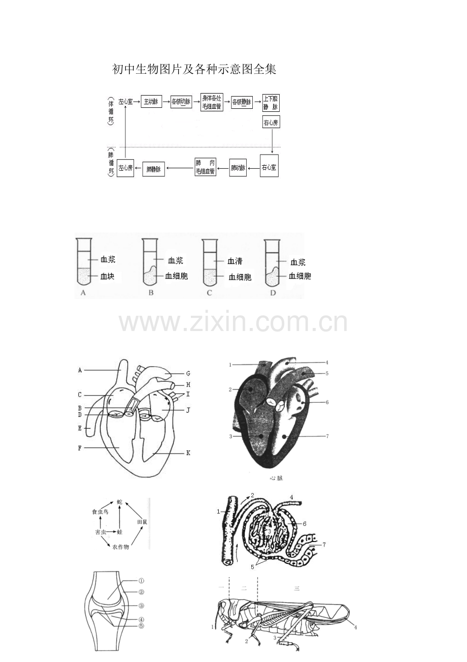 初中生物图片及各种示意图全集.doc_第1页