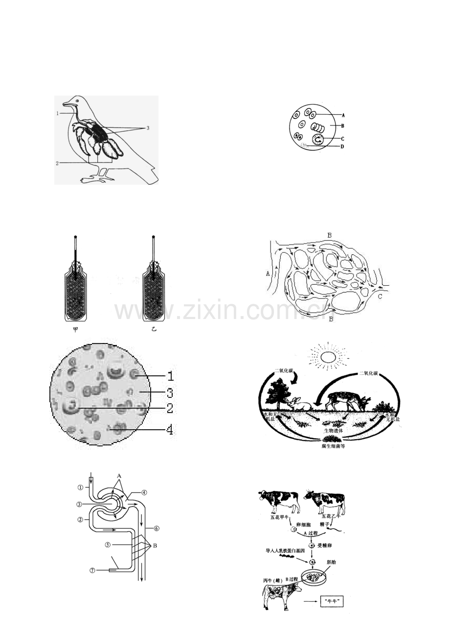 初中生物图片及各种示意图全集.doc_第2页