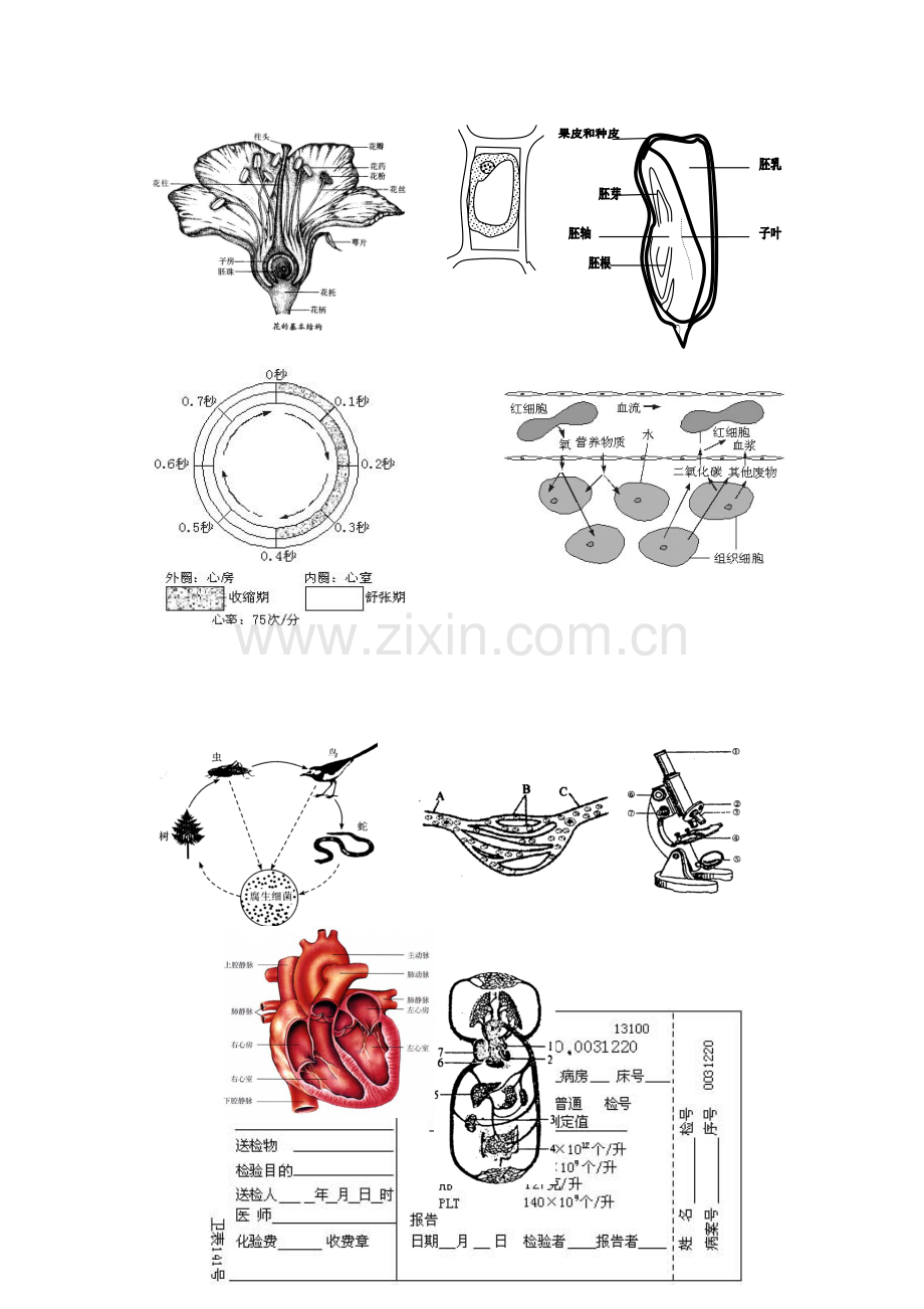 初中生物图片及各种示意图全集.doc_第3页