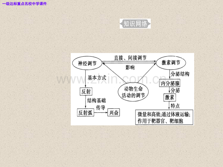 高三生物复习精讲精练之专题十三考点1人体神经调节的结构基础和调节过程.pptx_第3页