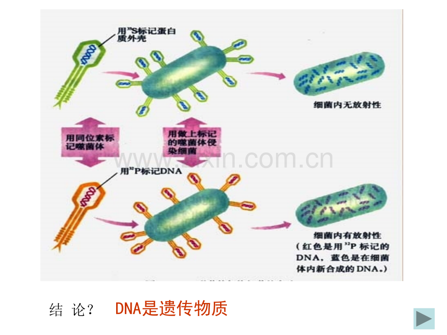 上海高中生物会考学业水平考试复习资料.pptx_第1页