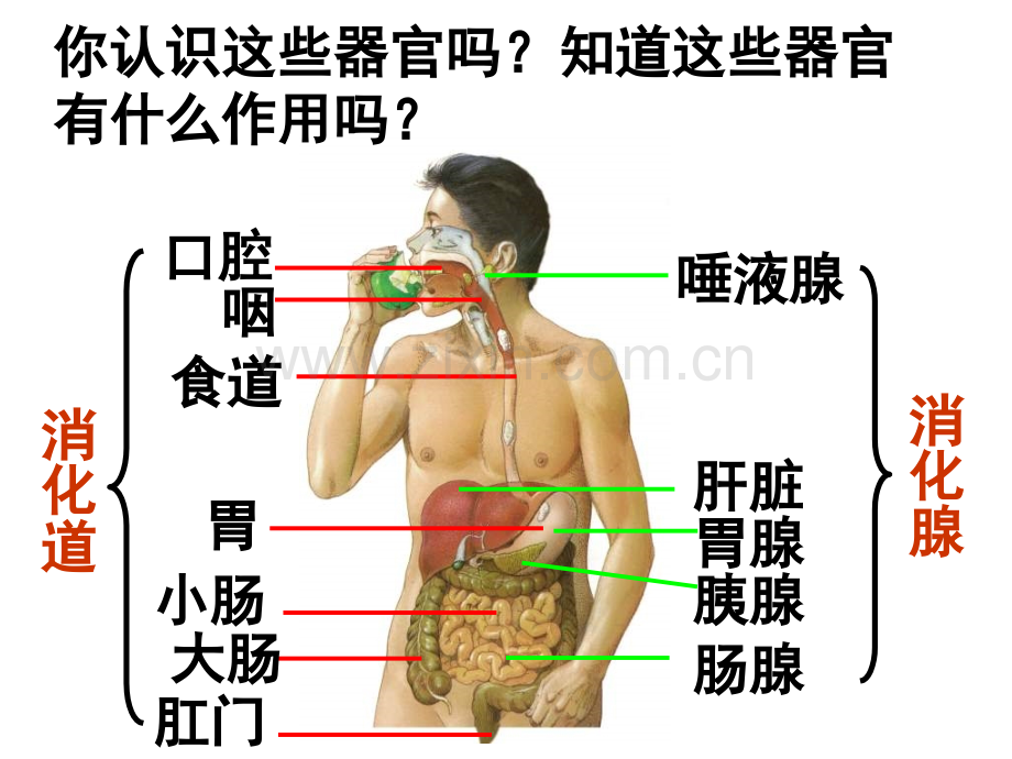 七年级科学生物体结构层次2.pptx_第2页