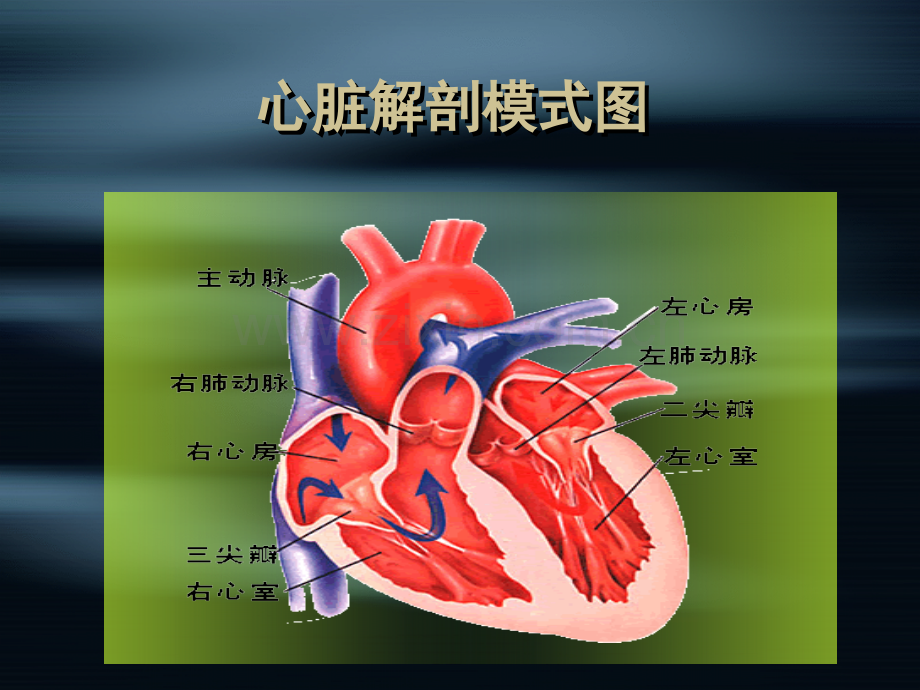 风湿性心脏瓣膜病.pptx_第2页