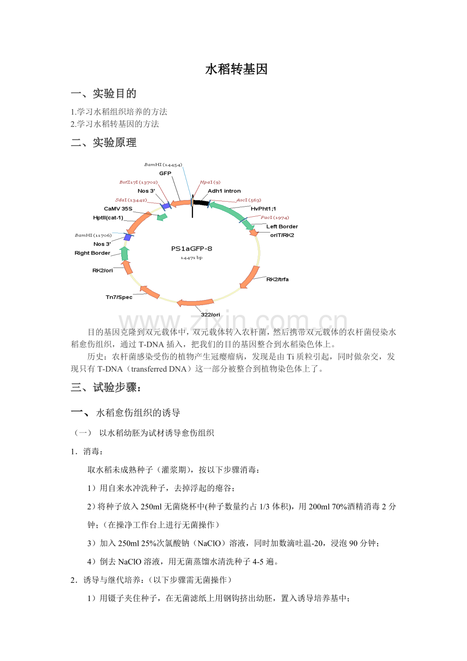 水稻转基因实验方法与步骤.doc_第1页