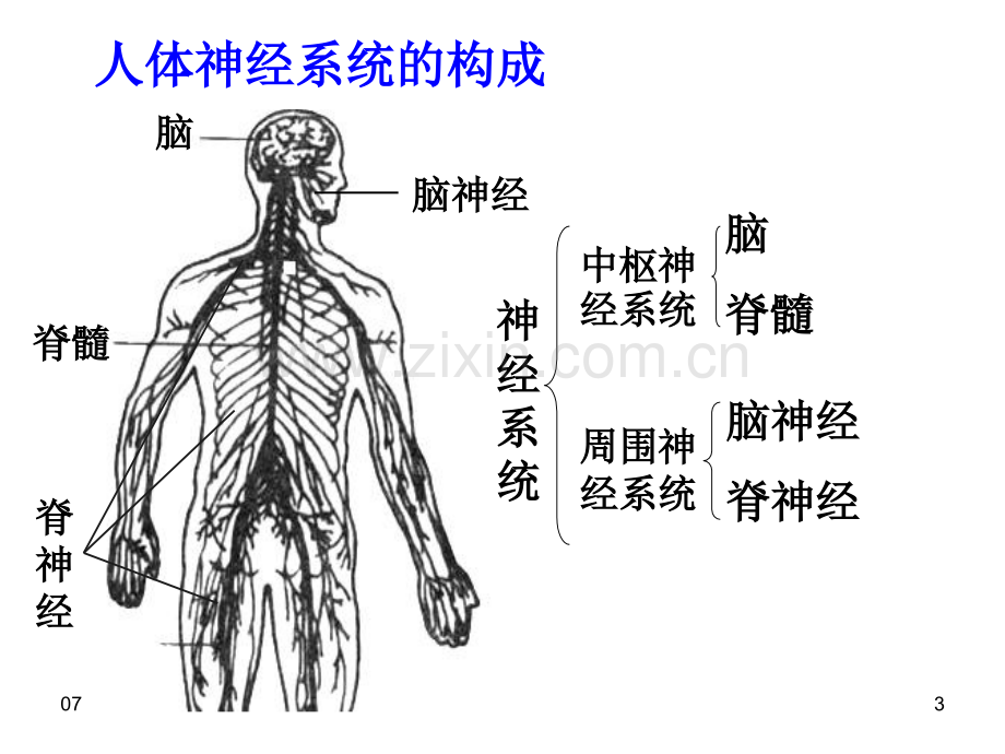 人教版教学21通过神经系统的调节.pptx_第3页