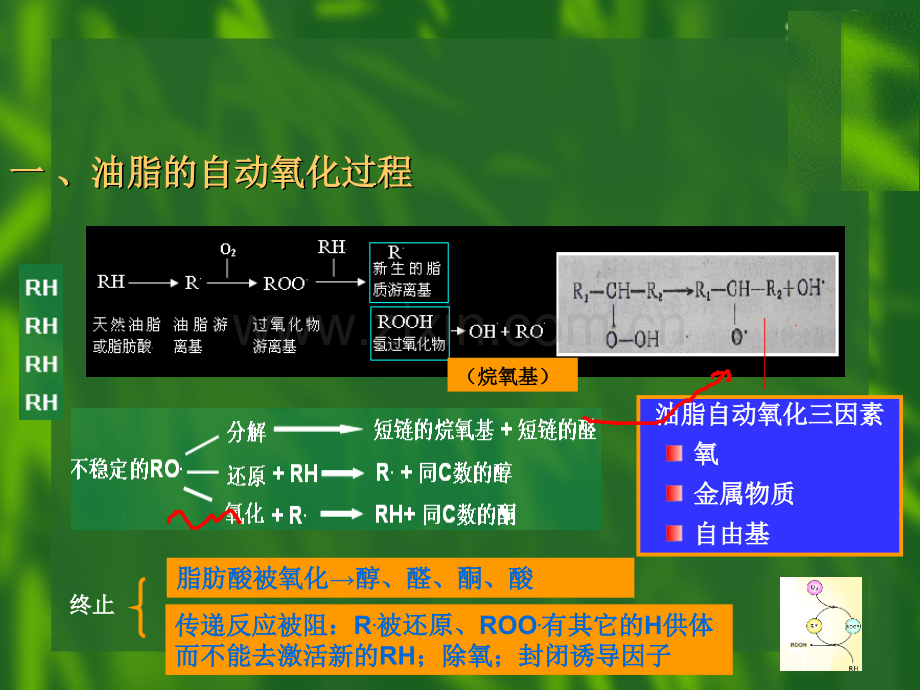 食品抗氧化剂-.pptx_第3页