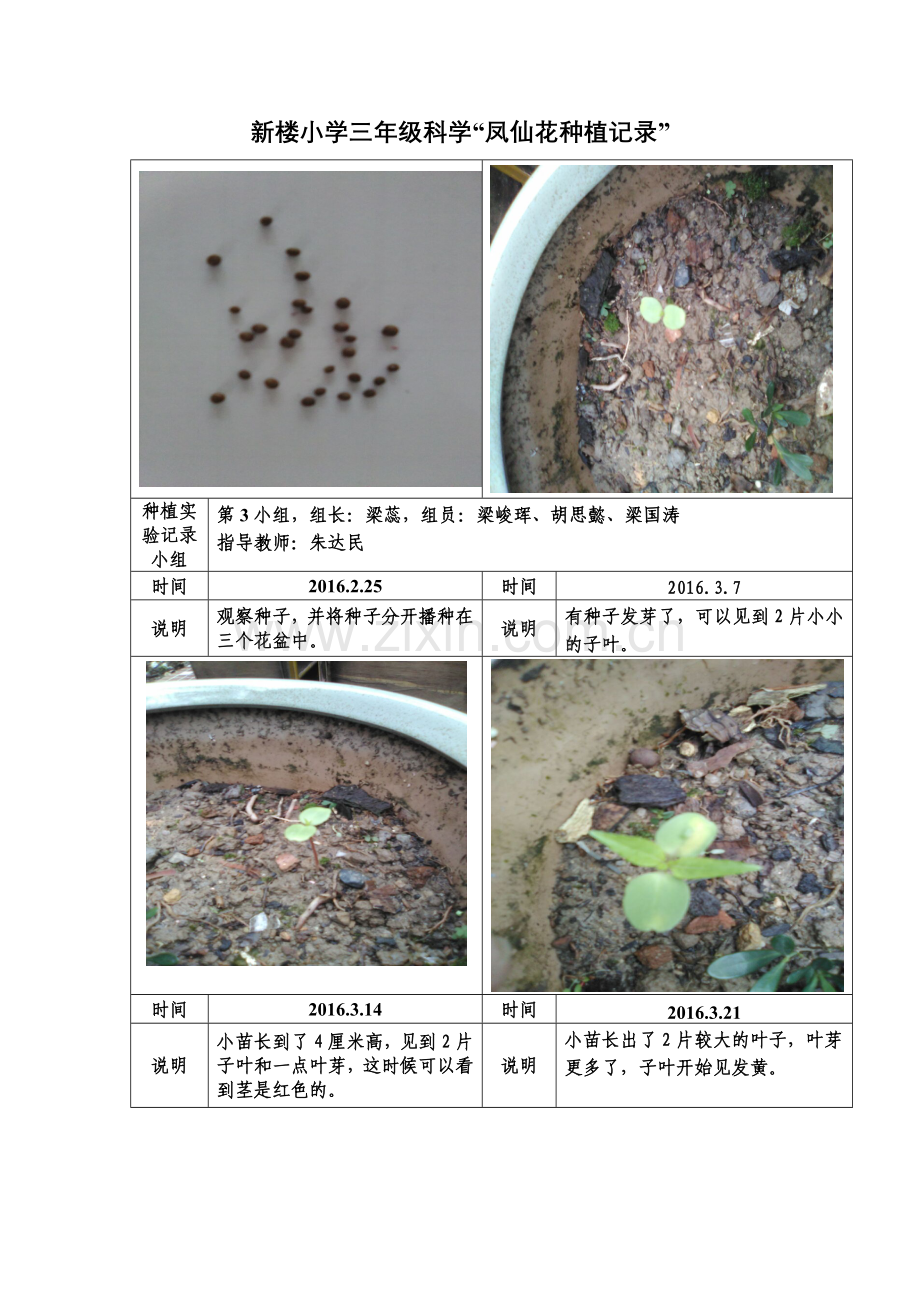 三年级凤仙花生长记录.doc_第1页