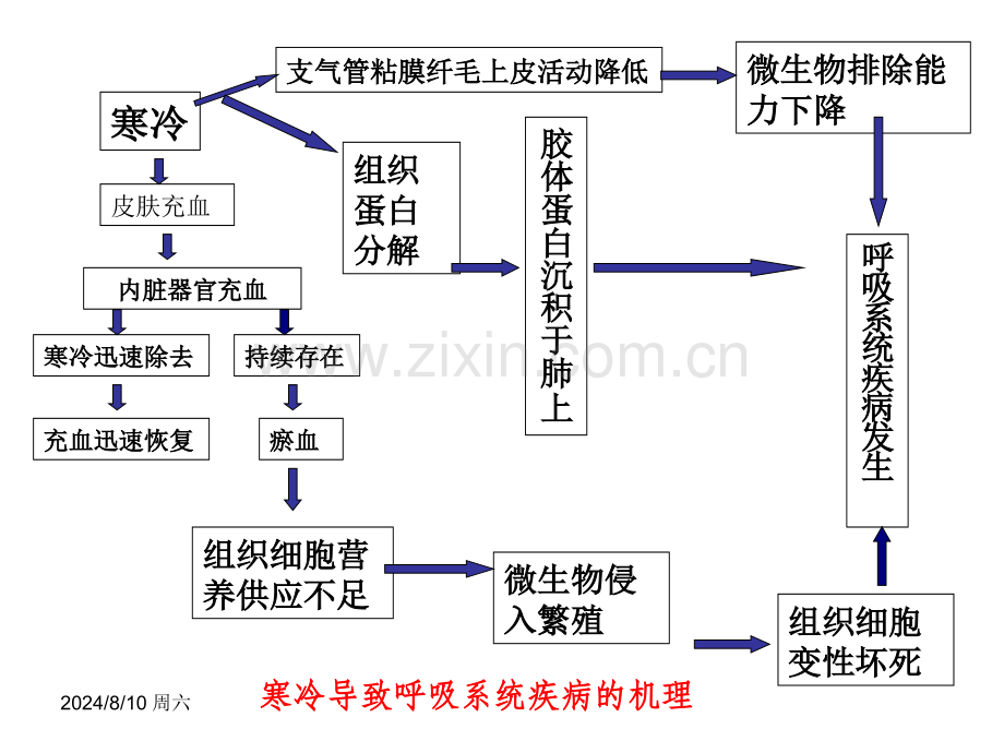 兽医内科学呼吸系统疾病.pptx_第2页