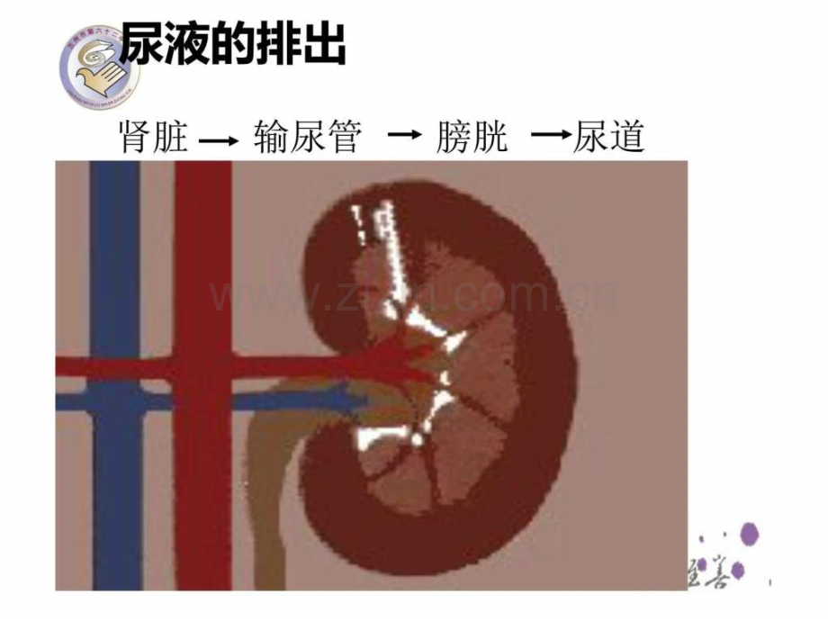 兰州62中生物.pptx_第3页