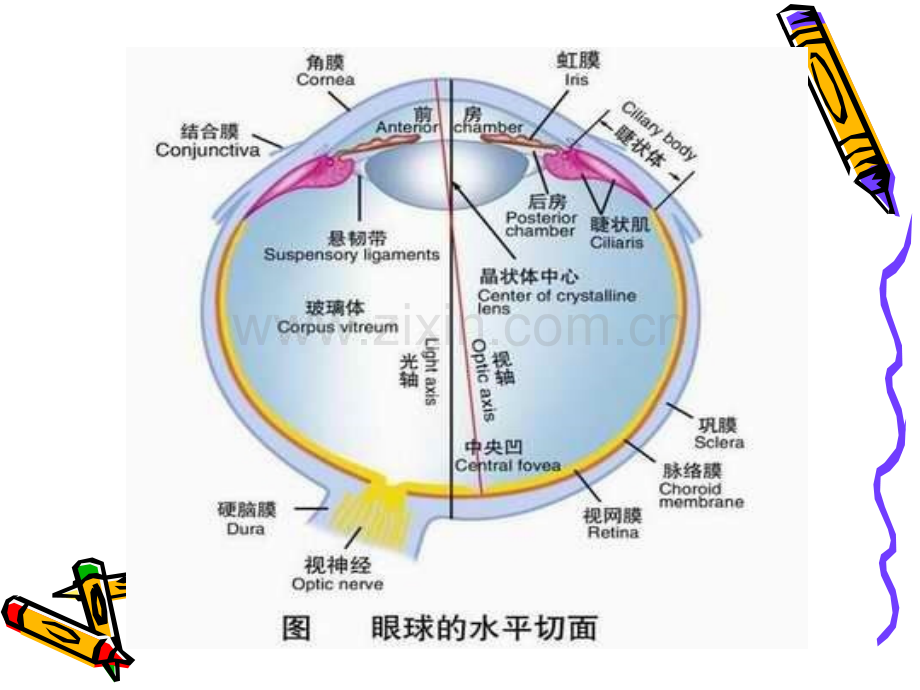 糖尿病视网膜病变科内讲座.pptx_第2页