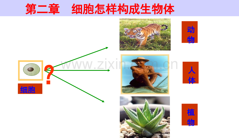 人教版初中初一七年级生物上册新人教版动物体的结构层次中学.pptx_第2页