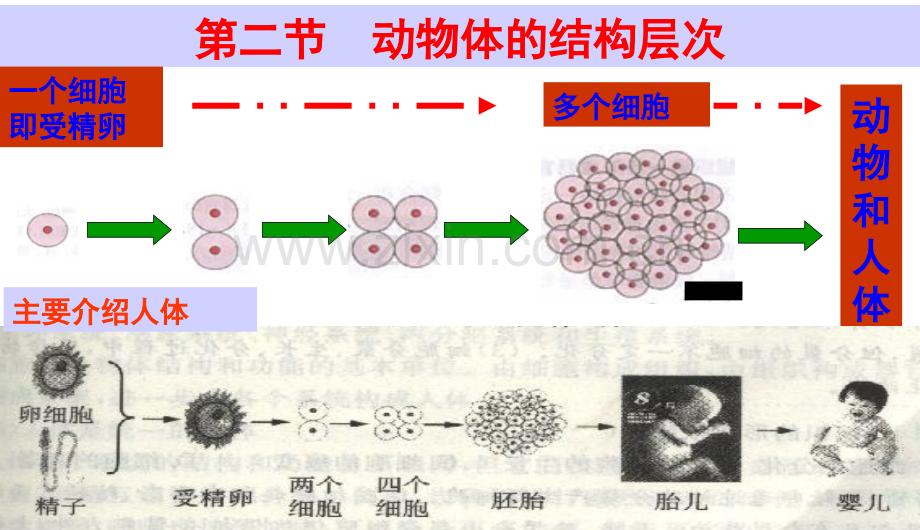 人教版初中初一七年级生物上册新人教版动物体的结构层次中学.pptx_第3页