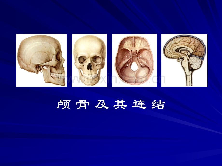 颅骨及其连接1.pptx_第1页