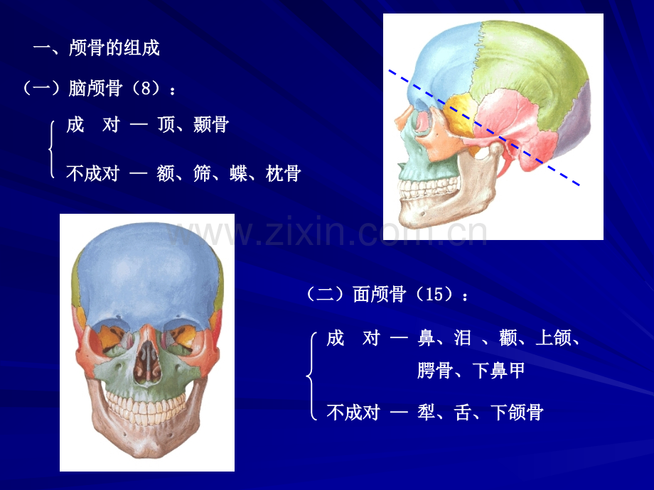 颅骨及其连接1.pptx_第2页