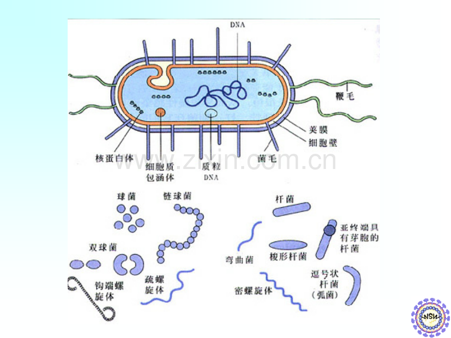 初二理化生细菌1.pptx_第3页