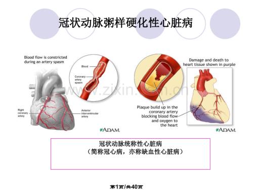 丹参多酚酸盐.pptx