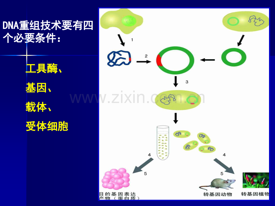 重组技术与基因操作.pptx_第2页