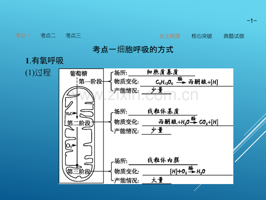 高三生物第一轮复习细胞呼吸.pptx_第1页