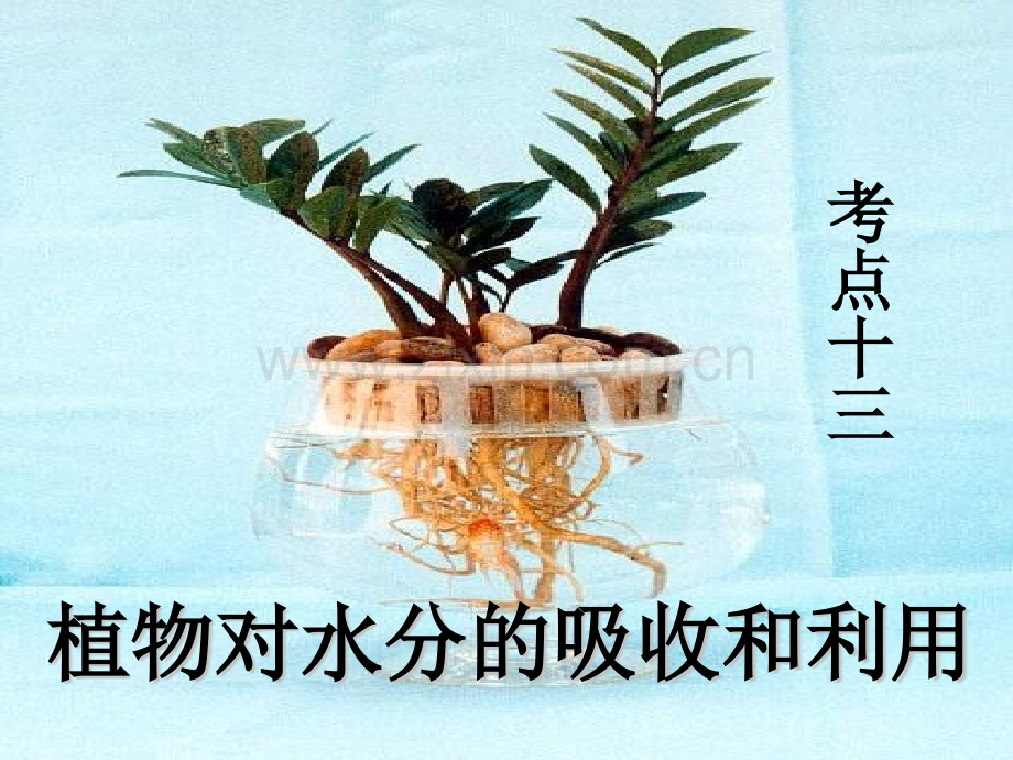 高三生物复习植物对水分吸收和利用.pptx_第1页