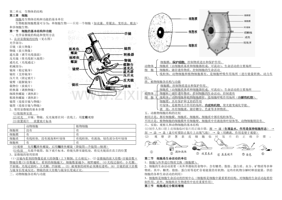 北师大版生物七年级上册复习提纲修改版汇总.doc_第2页