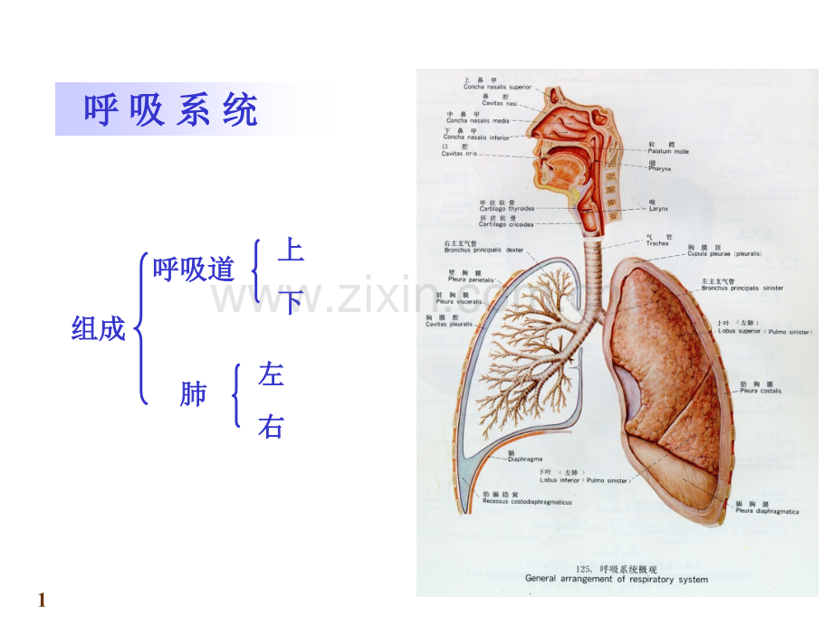 呼吸系统5a03解剖学.pptx_第1页