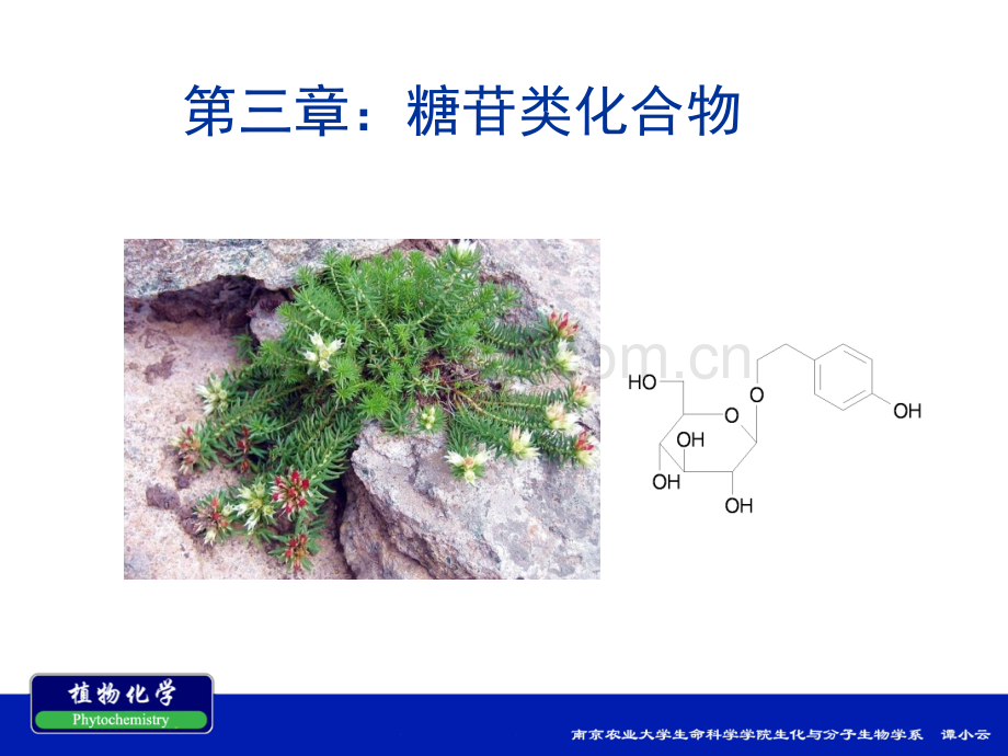 南农植物化学--糖苷类化合物.pptx_第1页