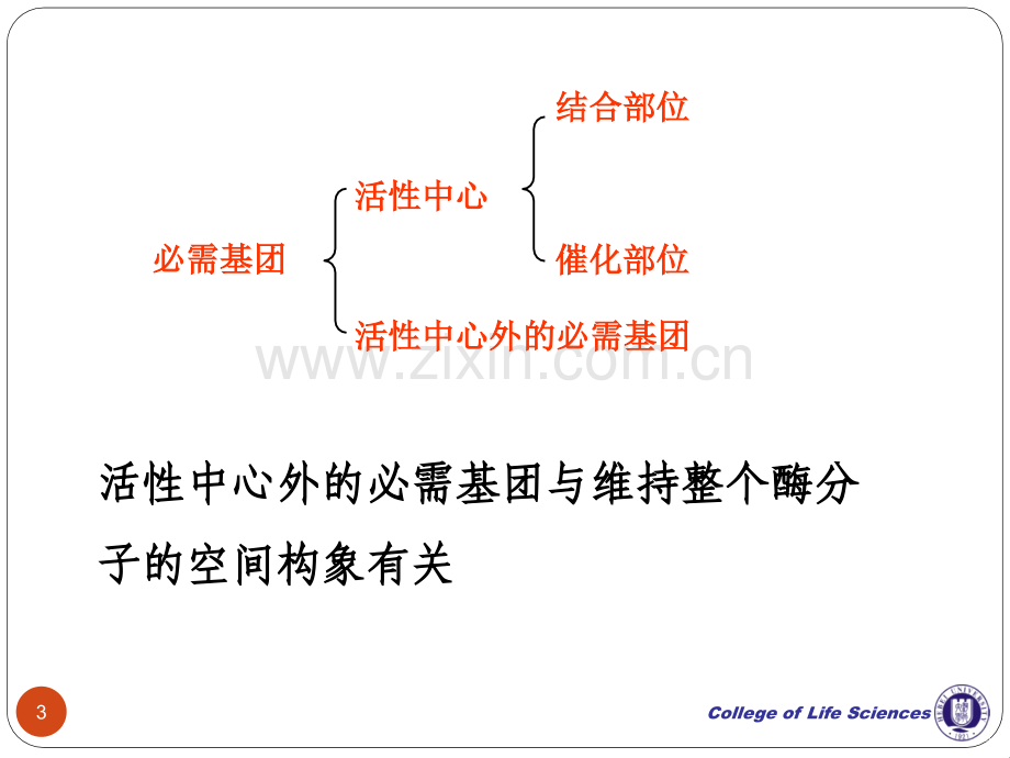 酶学与酶工程学生.pptx_第3页