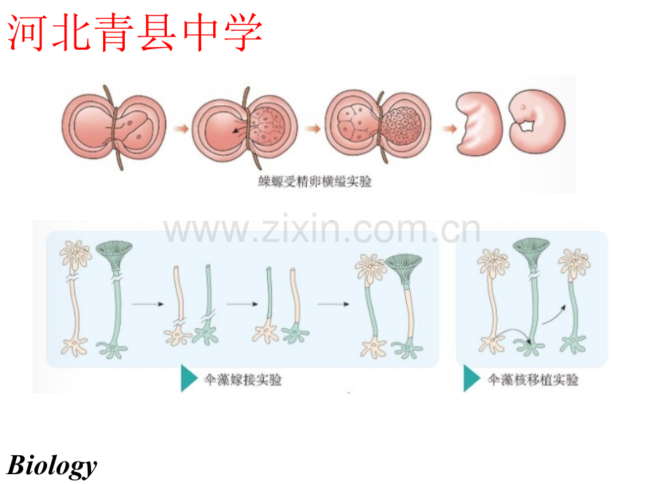 细胞的基本结构4.pptx_第3页