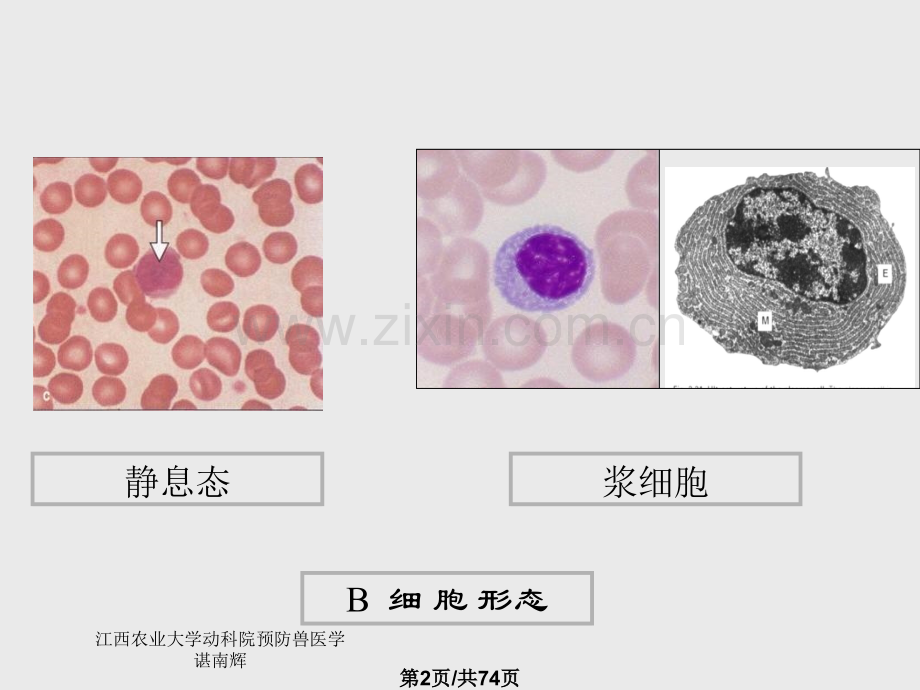 B淋巴细胞与特异性体液免疫.pptx_第2页