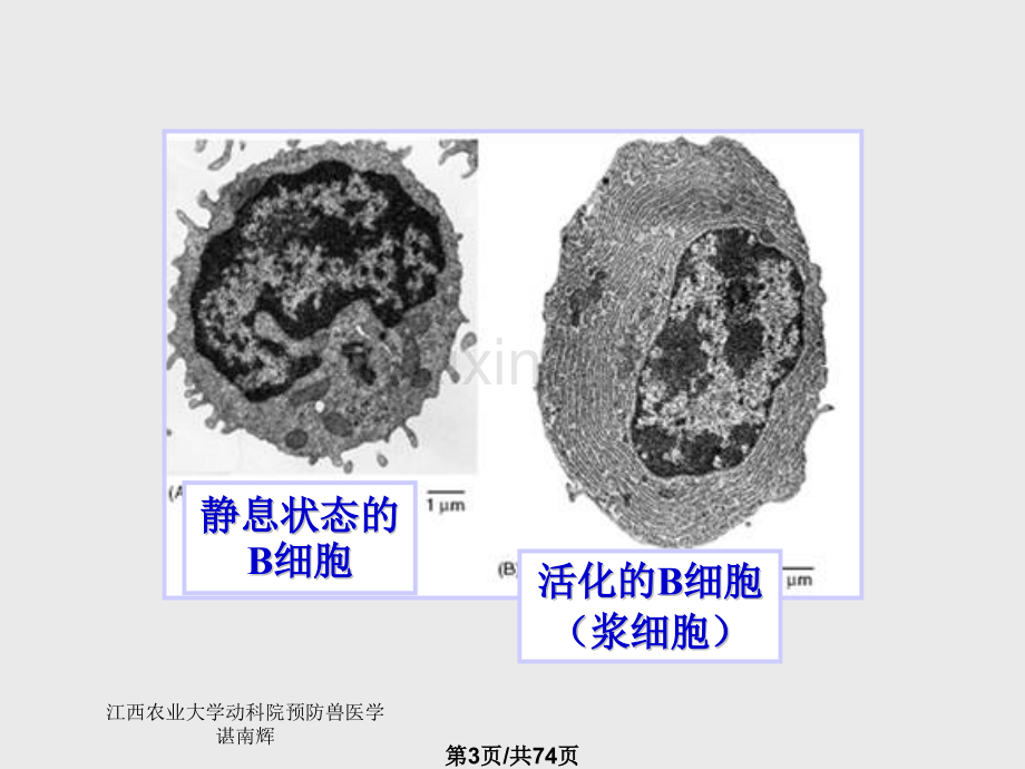 B淋巴细胞与特异性体液免疫.pptx_第3页