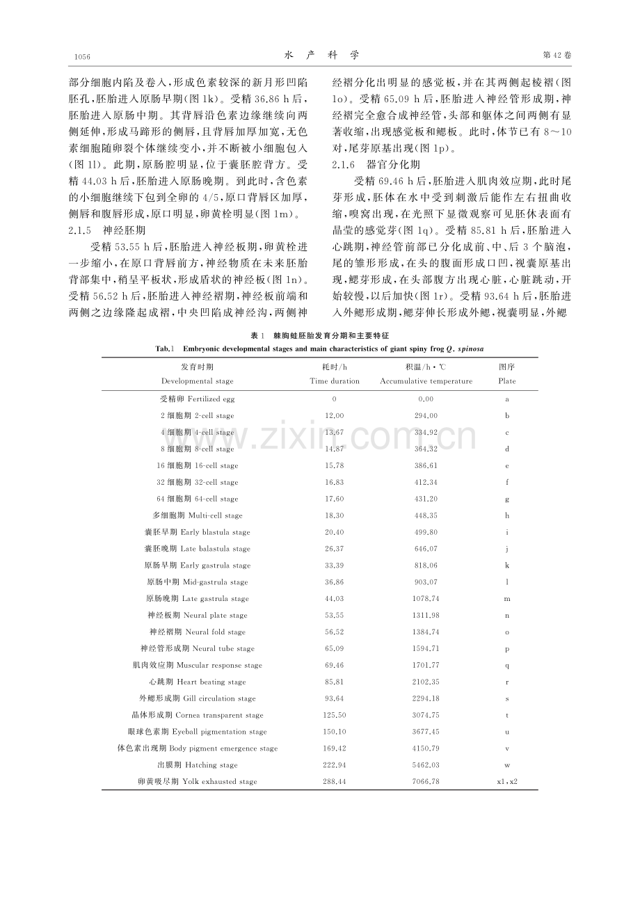 棘胸蛙胚胎发育观察与相关抗氧化酶活性变化研究.pdf_第3页