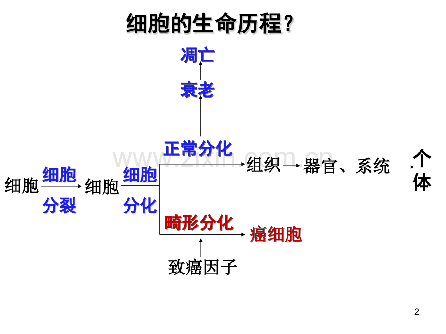 2015高三生物一轮复习细胞的分化衰老和癌变医学.pptx_第2页