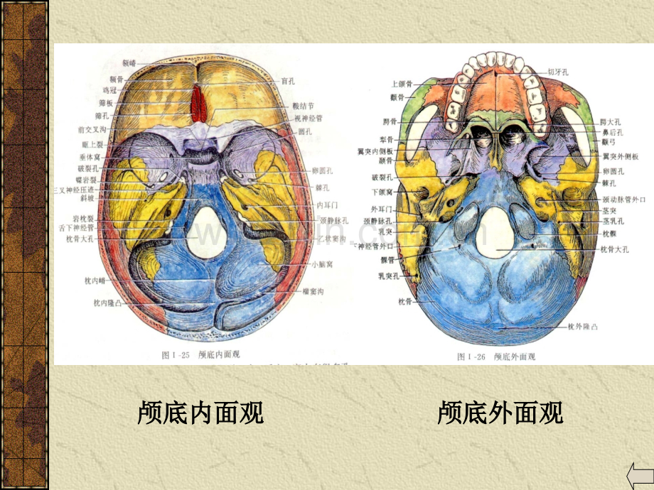 颅骨及整体观.pptx_第3页