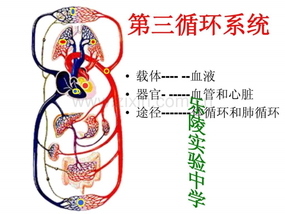 初中生物初三循环系统复习.pptx_第1页