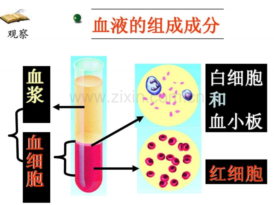 初中生物初三循环系统复习.pptx_第3页