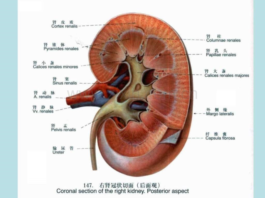 慢性肾小球肾炎病人的护理图文.pptx_第3页