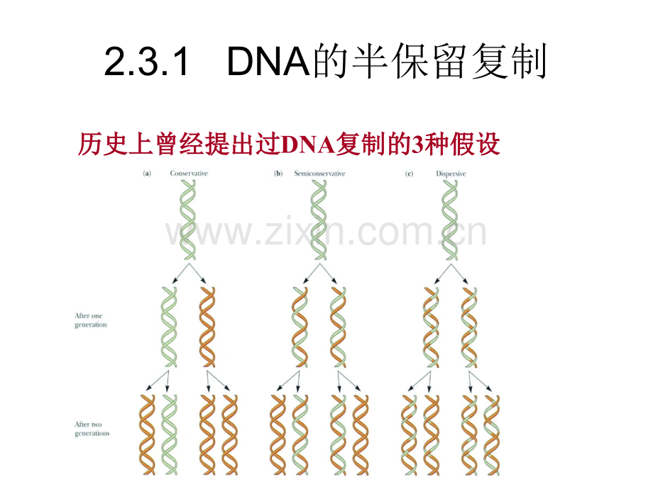 复制分子生物学.pptx_第3页