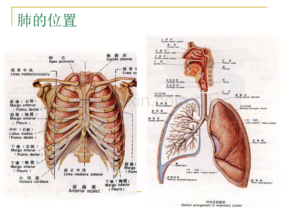 麻醉解剖学肺和胸膜.pptx_第3页