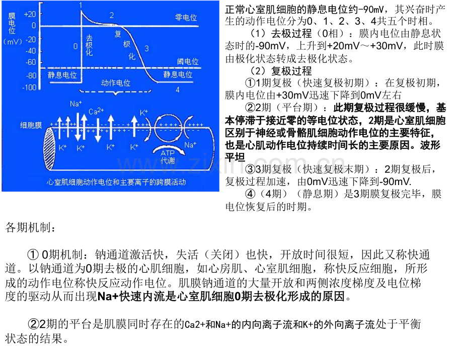 hk19-心血管系统药物.pptx_第2页