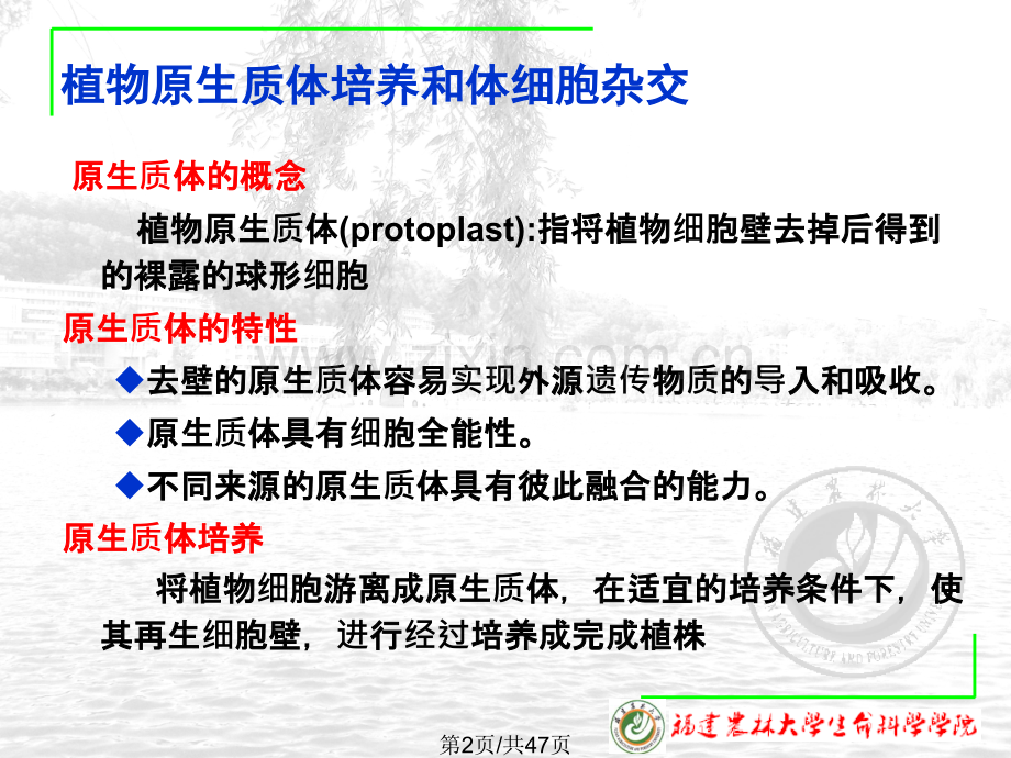 A细胞工程原生质体培养和体细胞杂交3.pptx_第2页