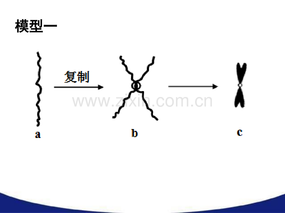 高三生物二轮复习染色体相关模型构建.pptx_第3页