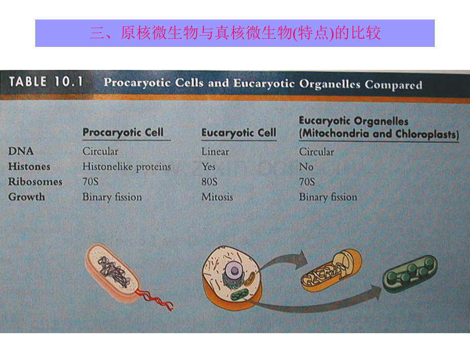 微生物的形态和结构1.pptx_第2页