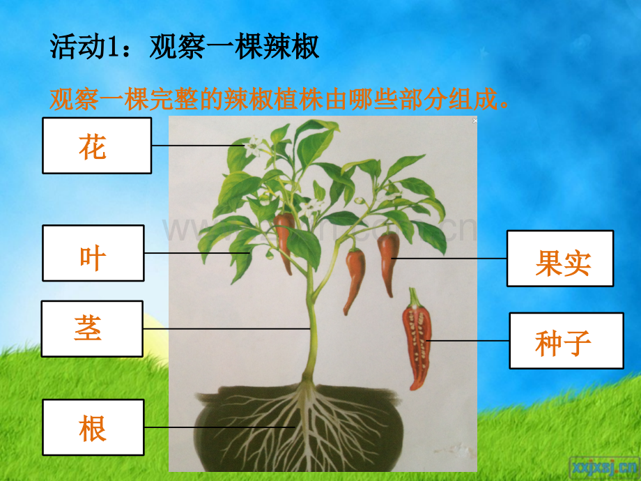 四年级科学上册观察辣椒植株2015修订版.pptx_第2页