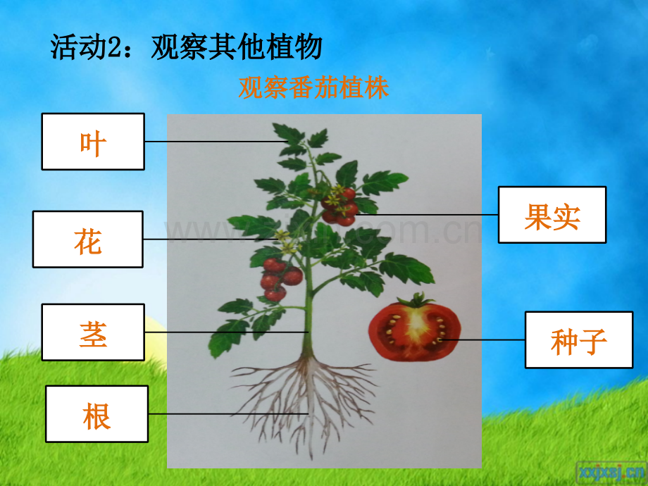 四年级科学上册观察辣椒植株2015修订版.pptx_第3页