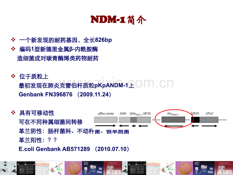 NDM基因的检测与确认.pptx_第1页