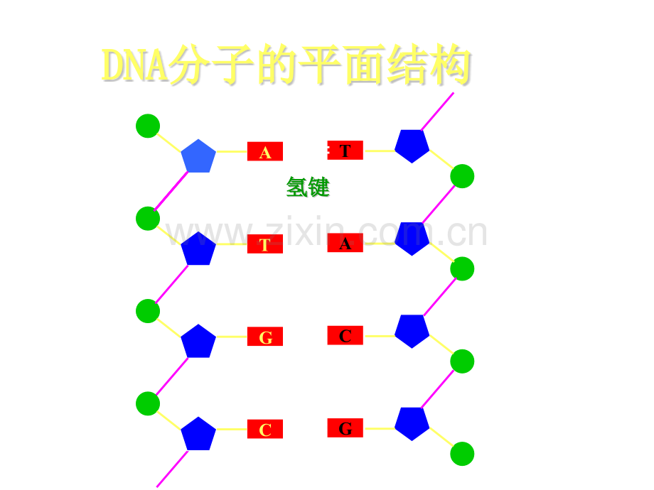 高三生物细胞质遗传基因工程基本内容.pptx_第2页